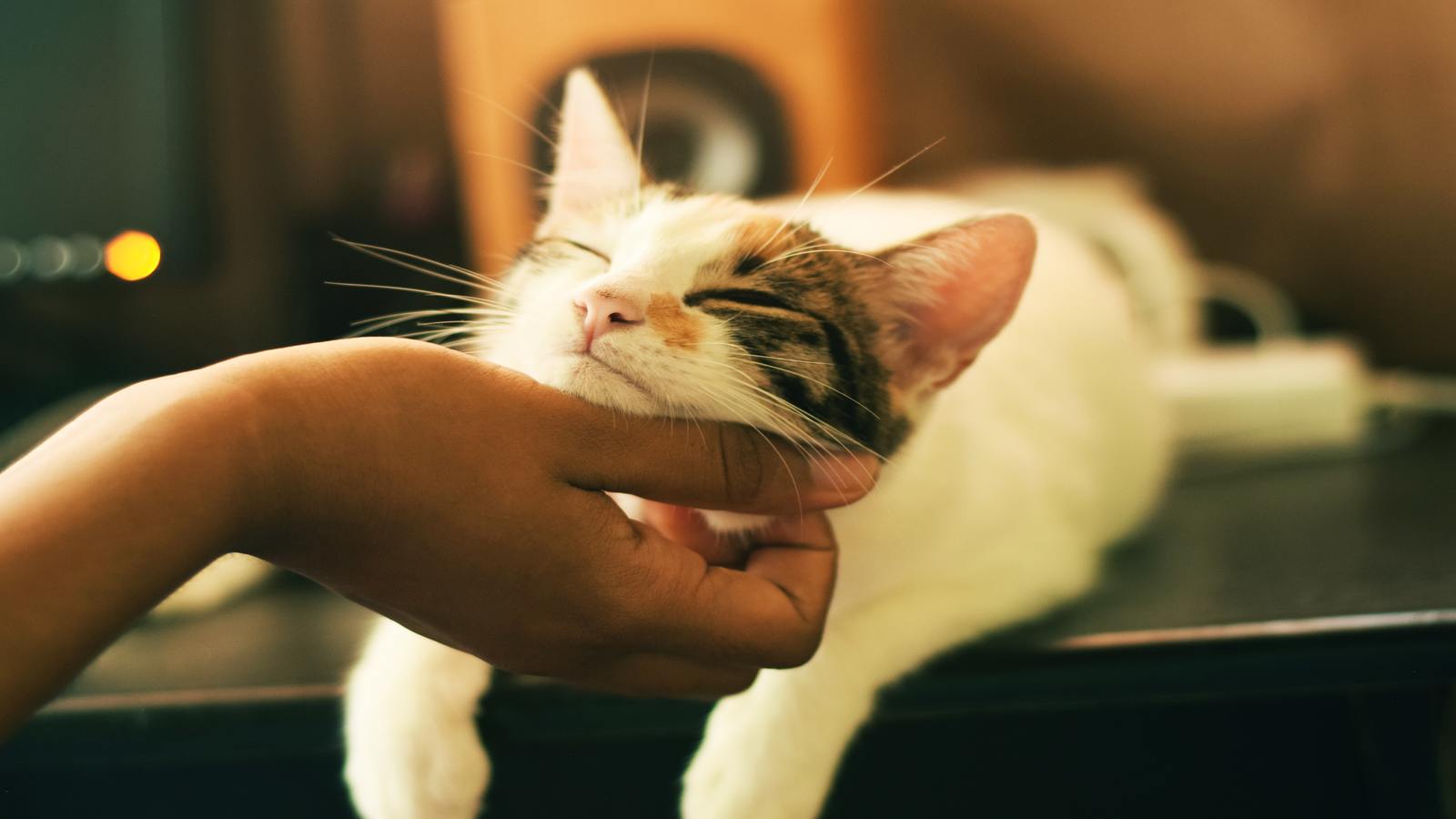 Foods your cat can and can't eat