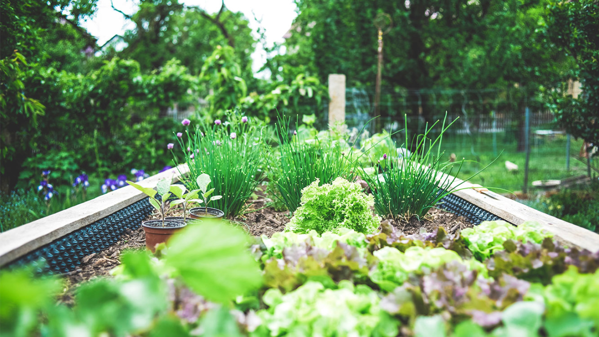 How to Build Your Own Raised Garden Bed Gumtree Lifestyle