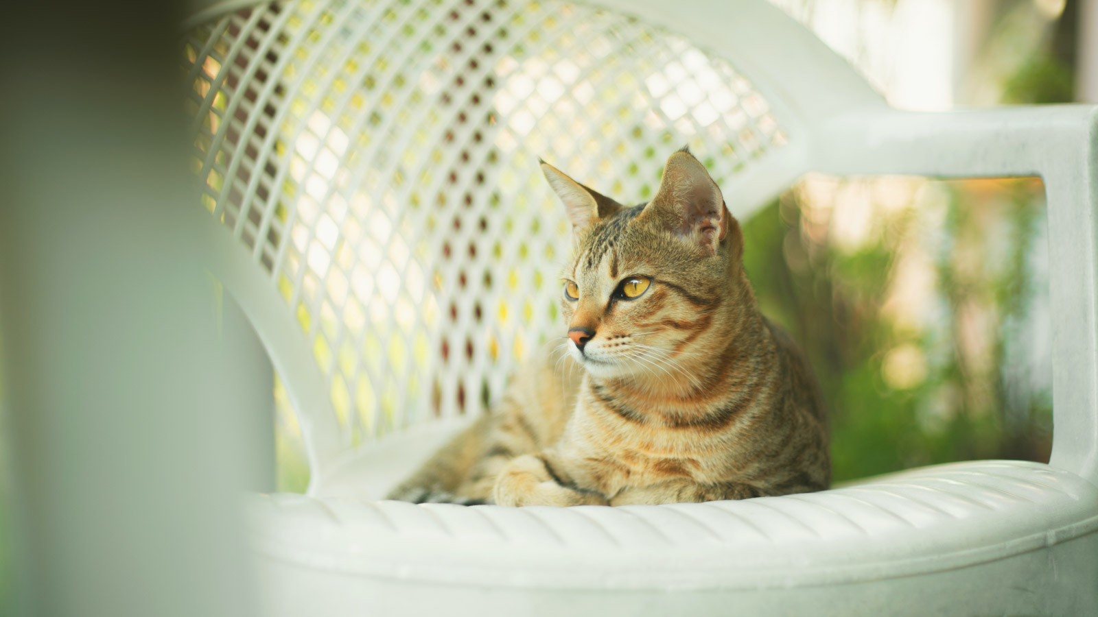 Abyssinians