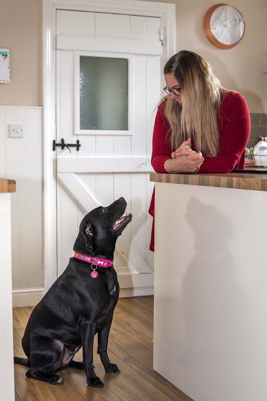 Why Do Landlords Not Allow Dogs